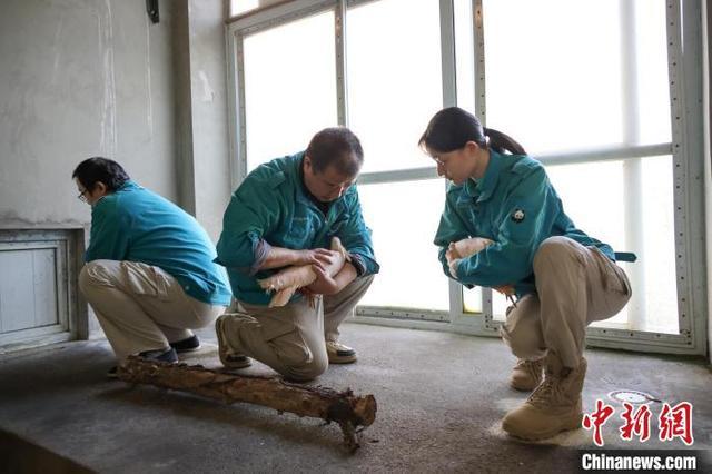 16只朱鹮回到北京动物园 助力种群繁育